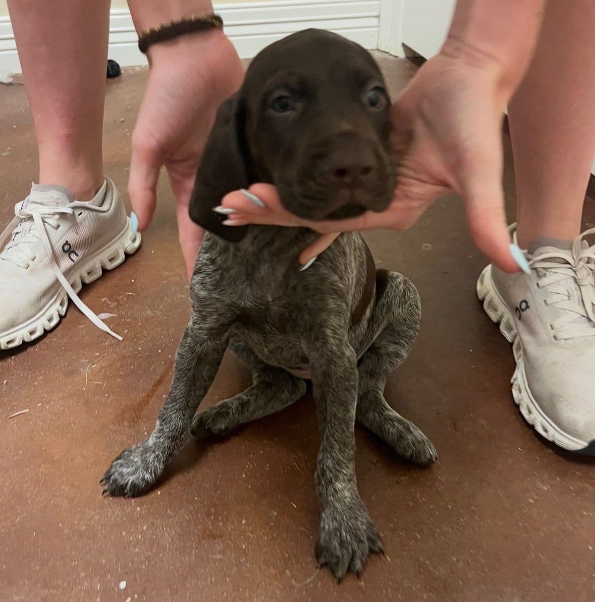German Shorthaired Pointer Puppies breeder image 7
