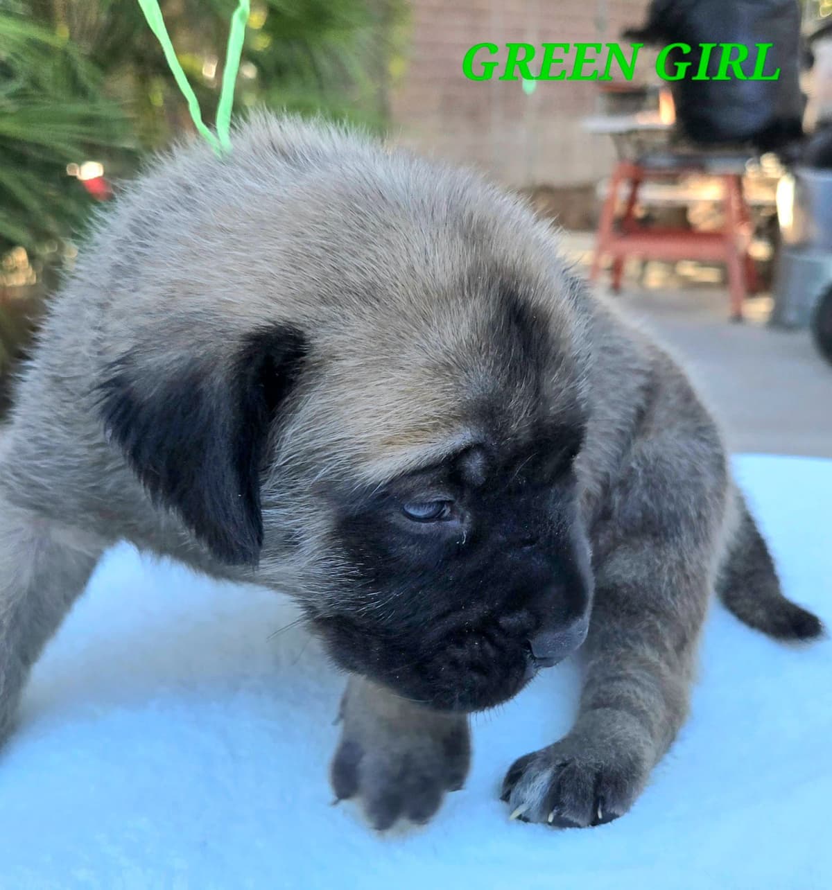 Mastiff Puppies breeder image 19
