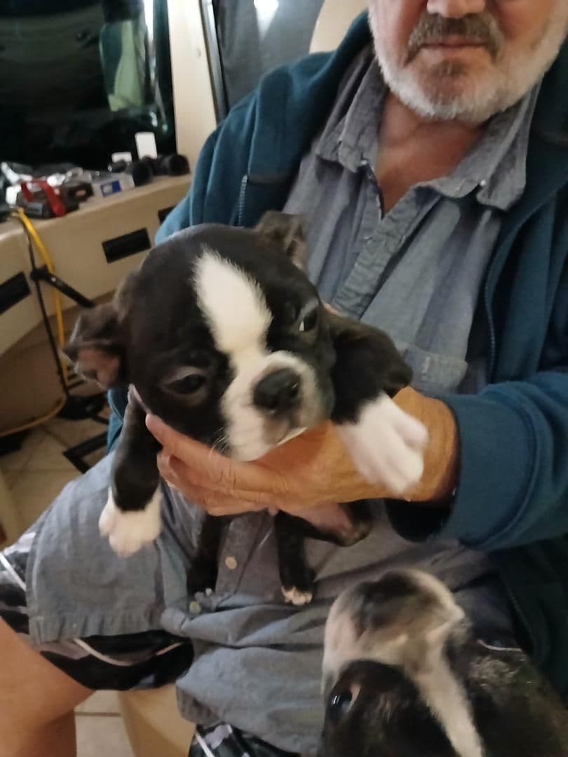 Boston Terrier Puppies breeder image 3