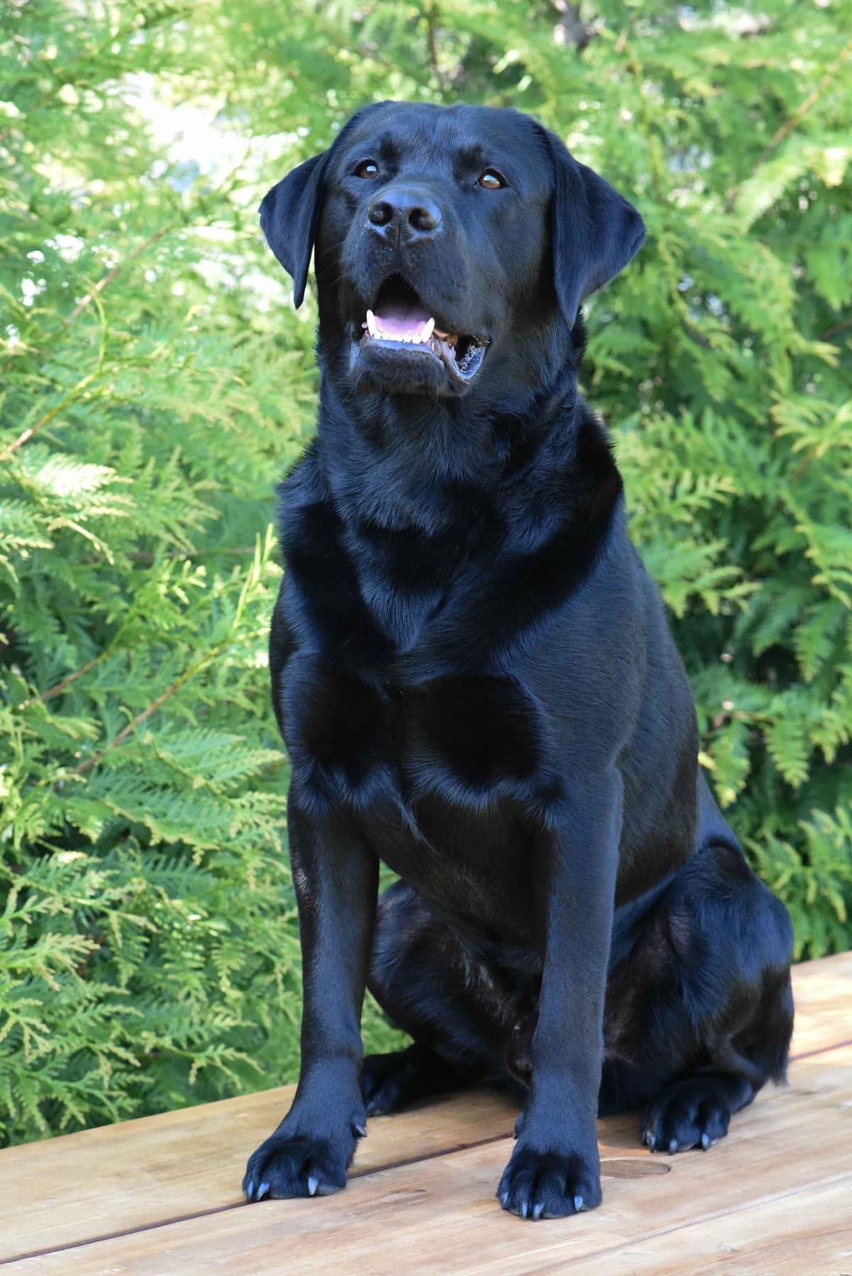 Champion English Labrador Puppies breeder image 25