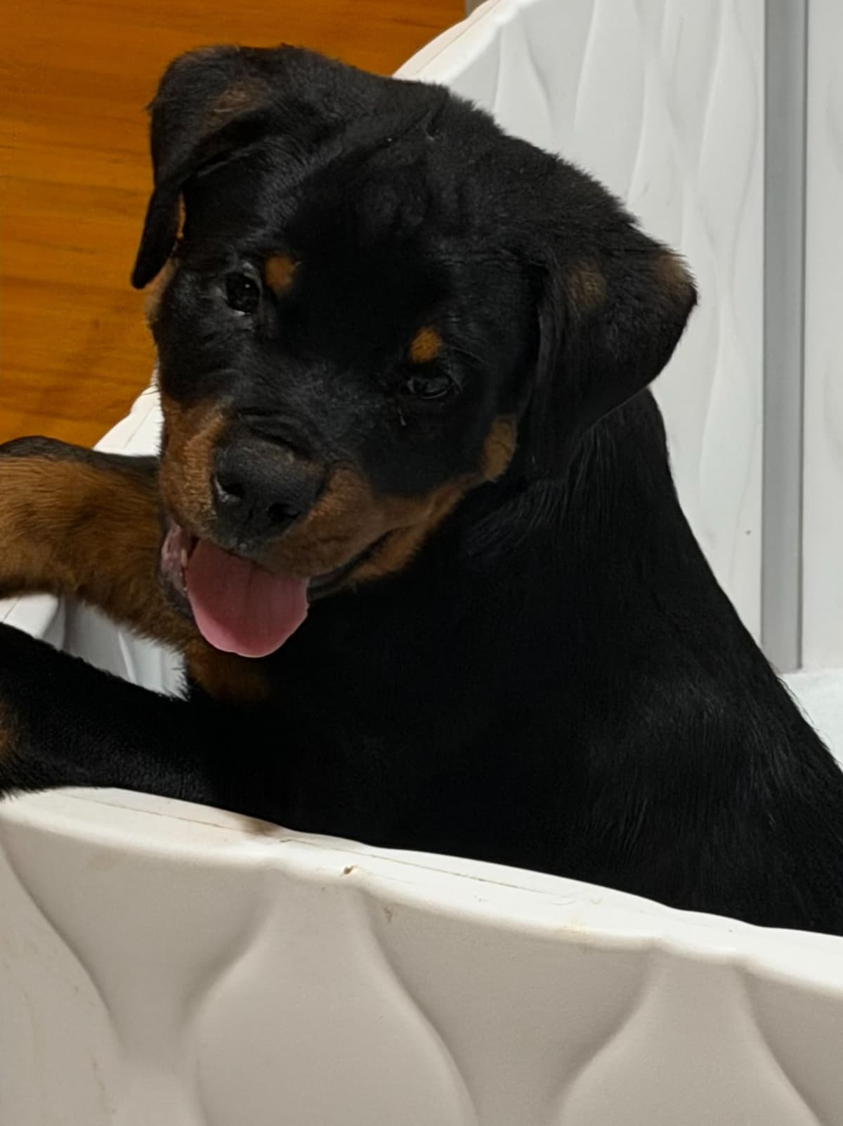 Rottweiler Puppies Imported Serbian Bloodlines breeder image 18