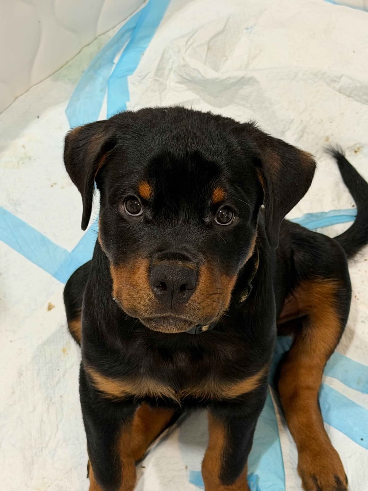 Rottweiler Puppies Imported Serbian Bloodlines breeder image 28