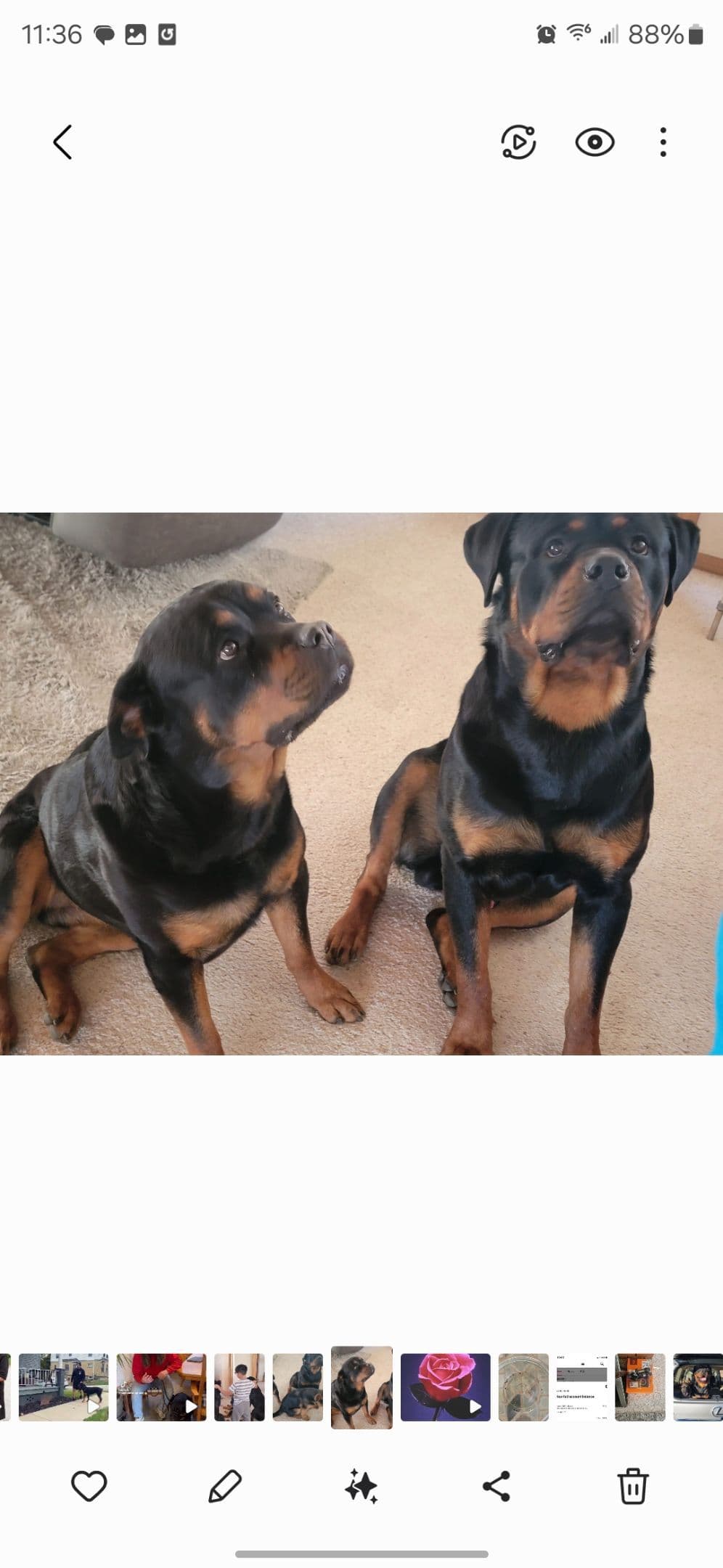 Exceptionally Sweet & Beautiful Rottweiler Puppies breeder image 6