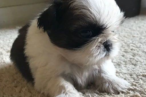 Shih Tzu Puppies breeder image 2