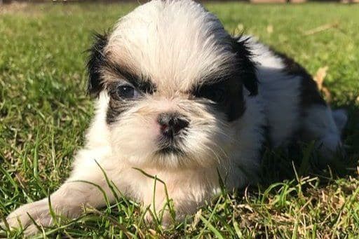 Shih Tzu Puppies breeder image 4