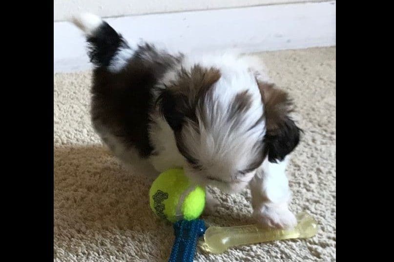 Shih Tzu Puppies breeder image 11
