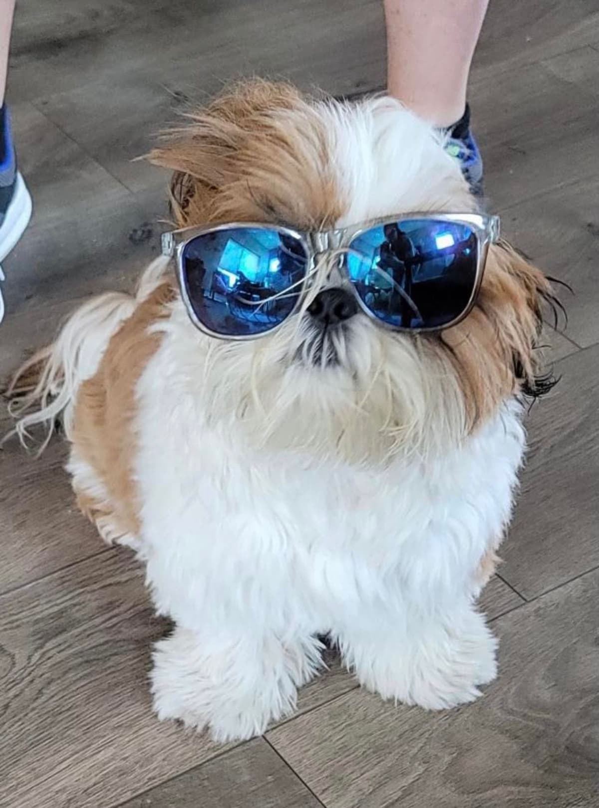 Shih Tzu Puppies breeder image 58