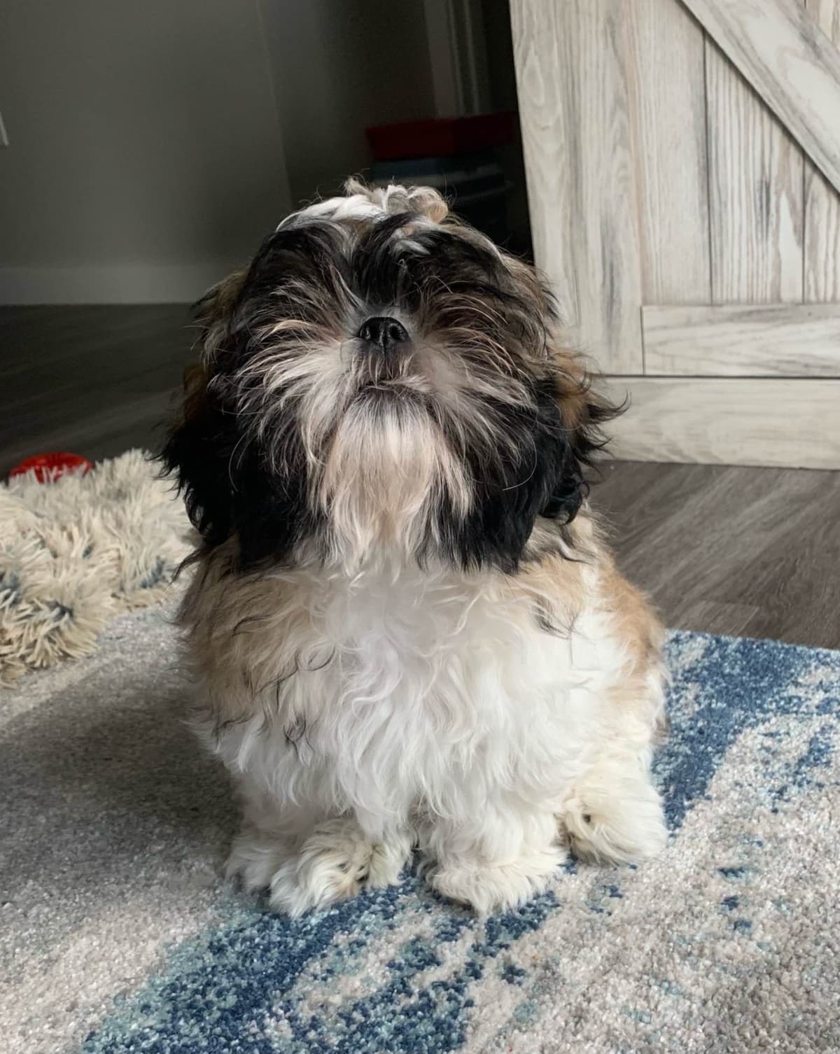 Shih Tzu Puppies breeder image 97