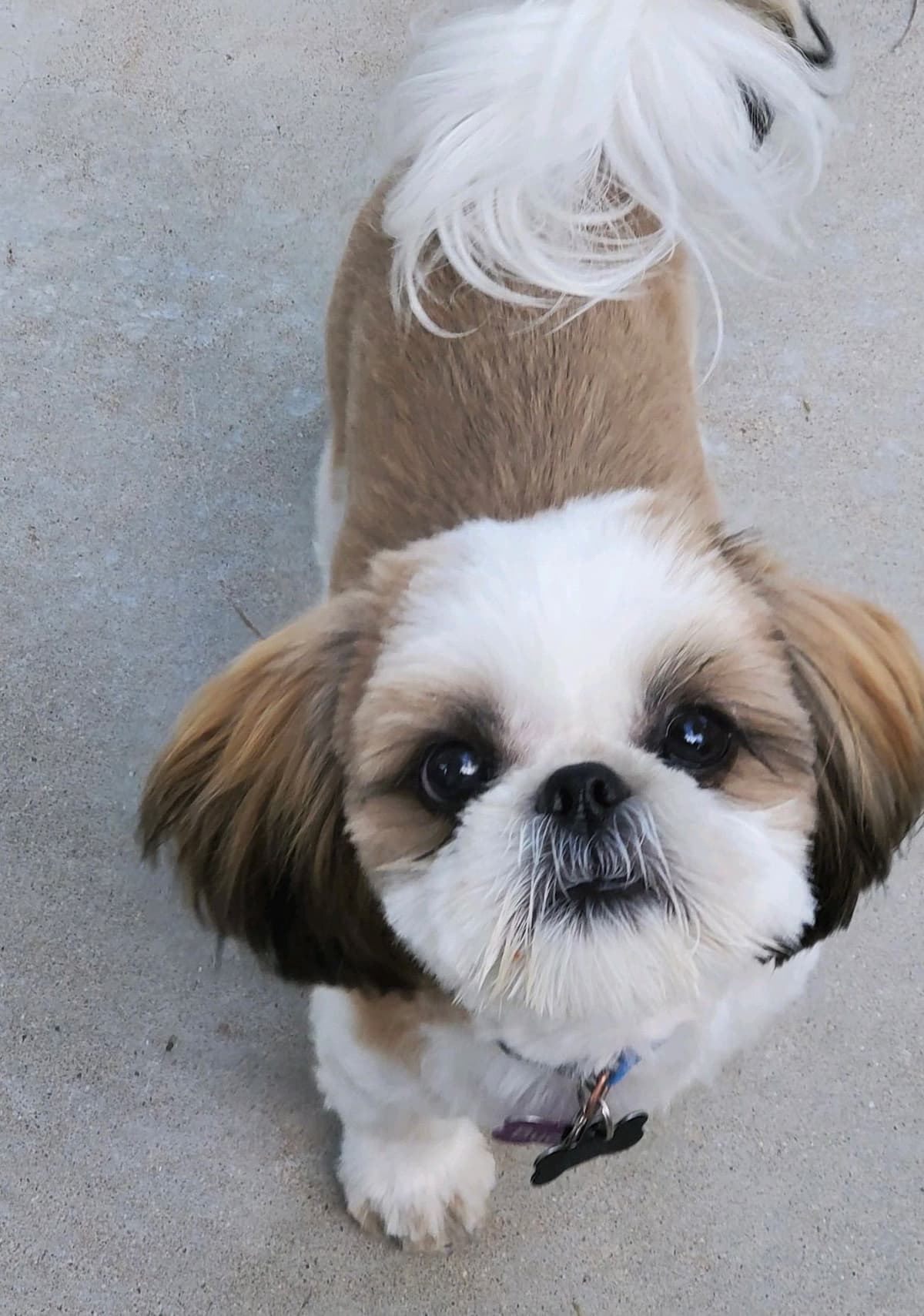 Shih Tzu Puppies breeder image 98