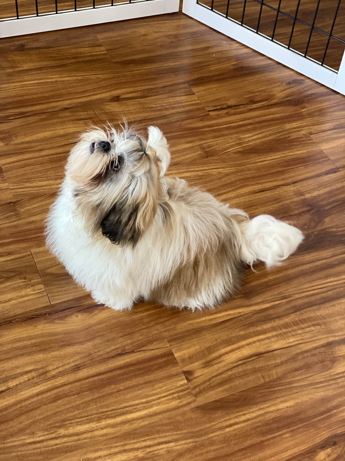 Shih Tzu Puppies breeder image 103