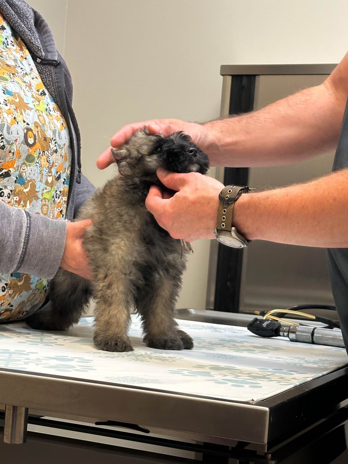 Bouvier des Flandres Puppies breeder image 8