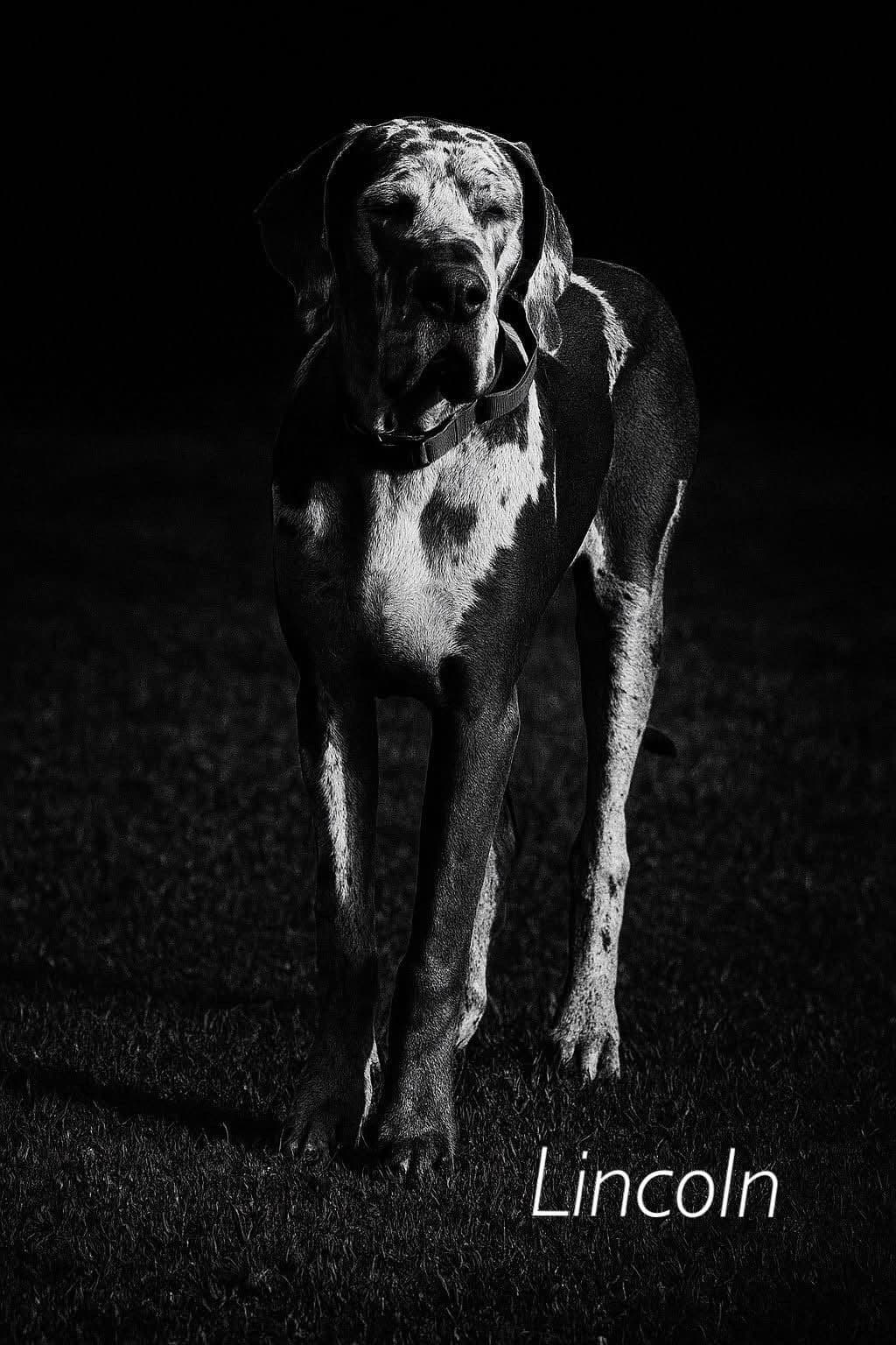 Halsey Danes of Carencro breeder image 5