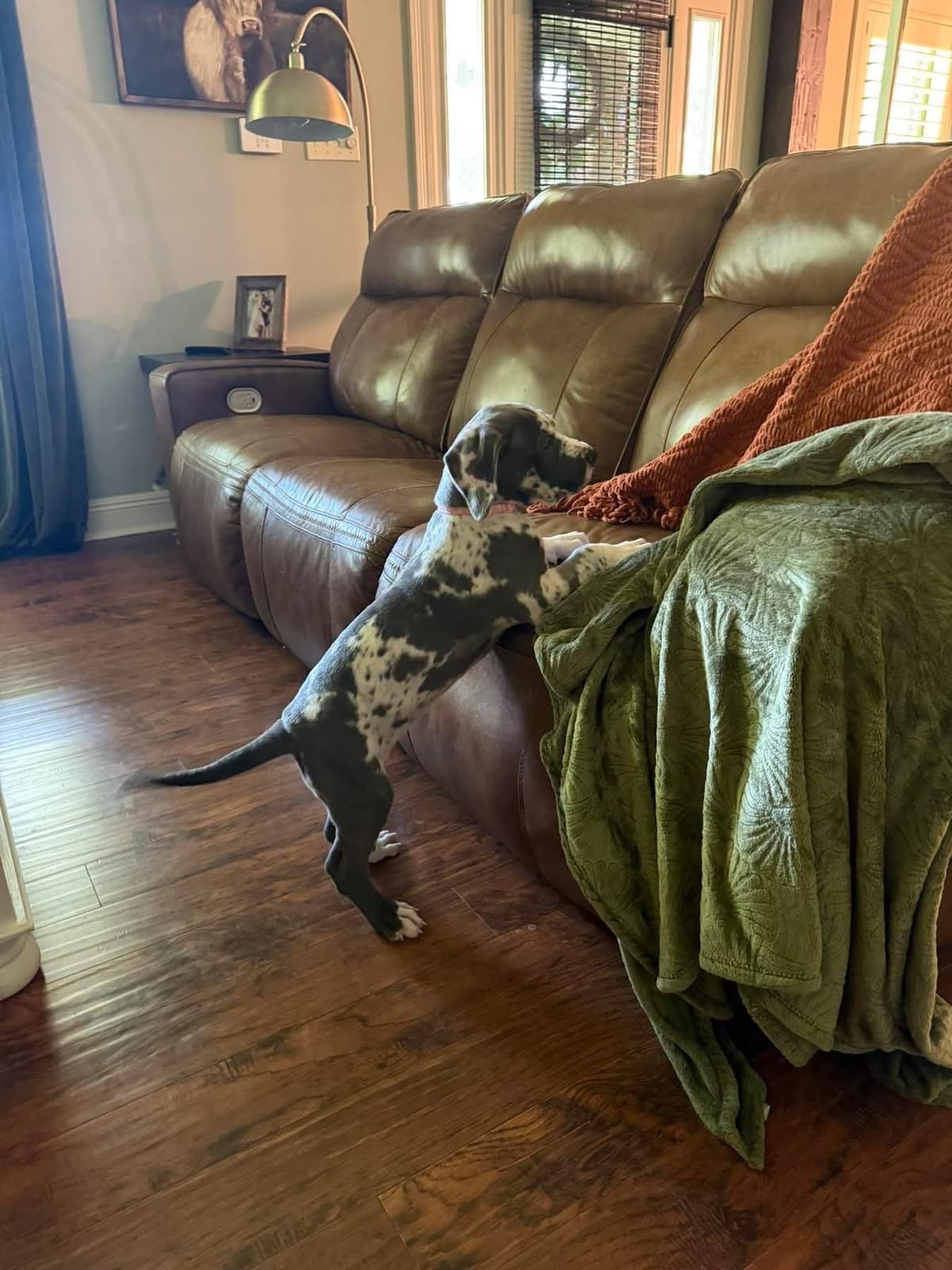 Halsey Danes of Carencro breeder image 8