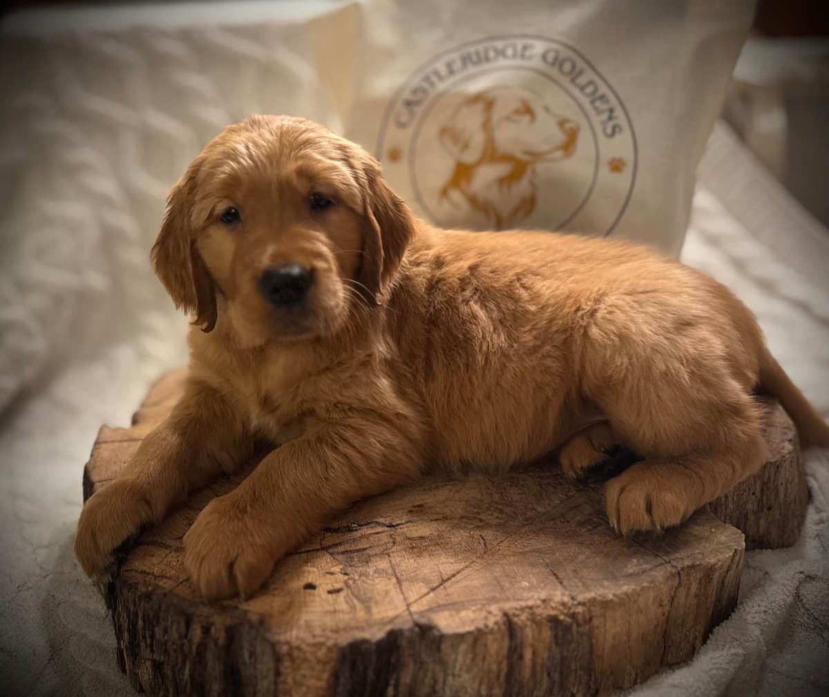 Golden Retriever Puppies breeder image 2