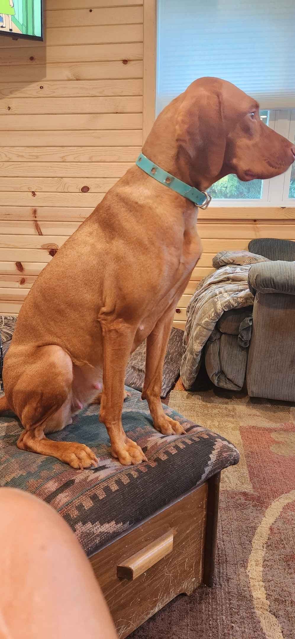 Vizsla Puppies breeder image 5