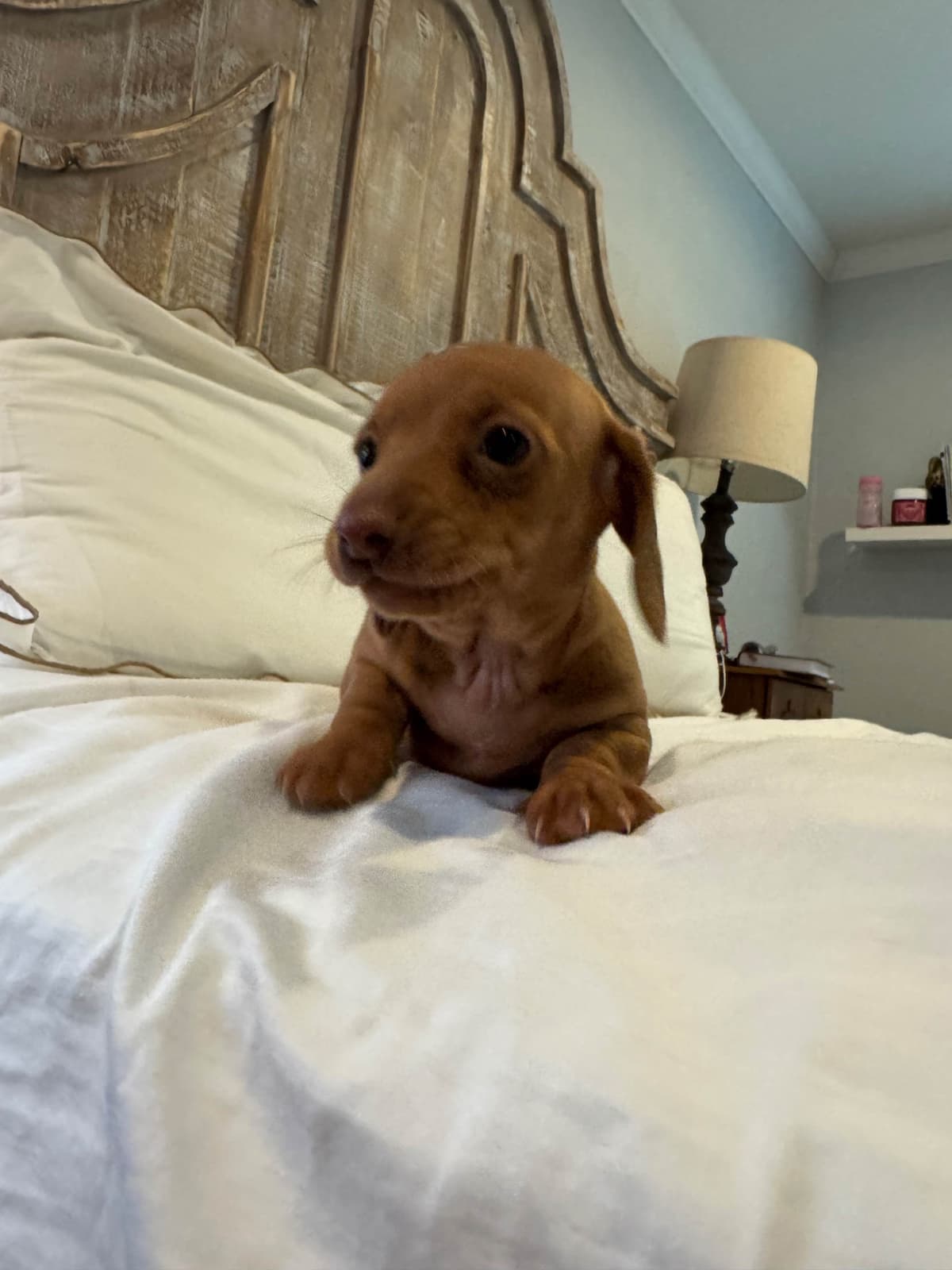 Mini Smooth Dachshund Puppies breeder image 8
