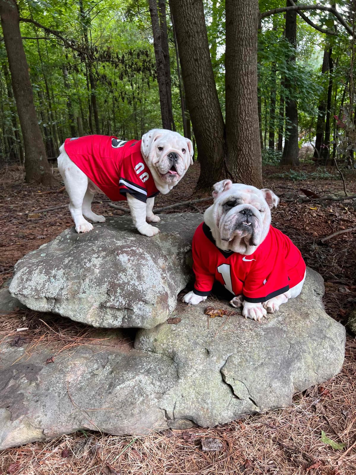 Bulldog Puppies breeder image 1