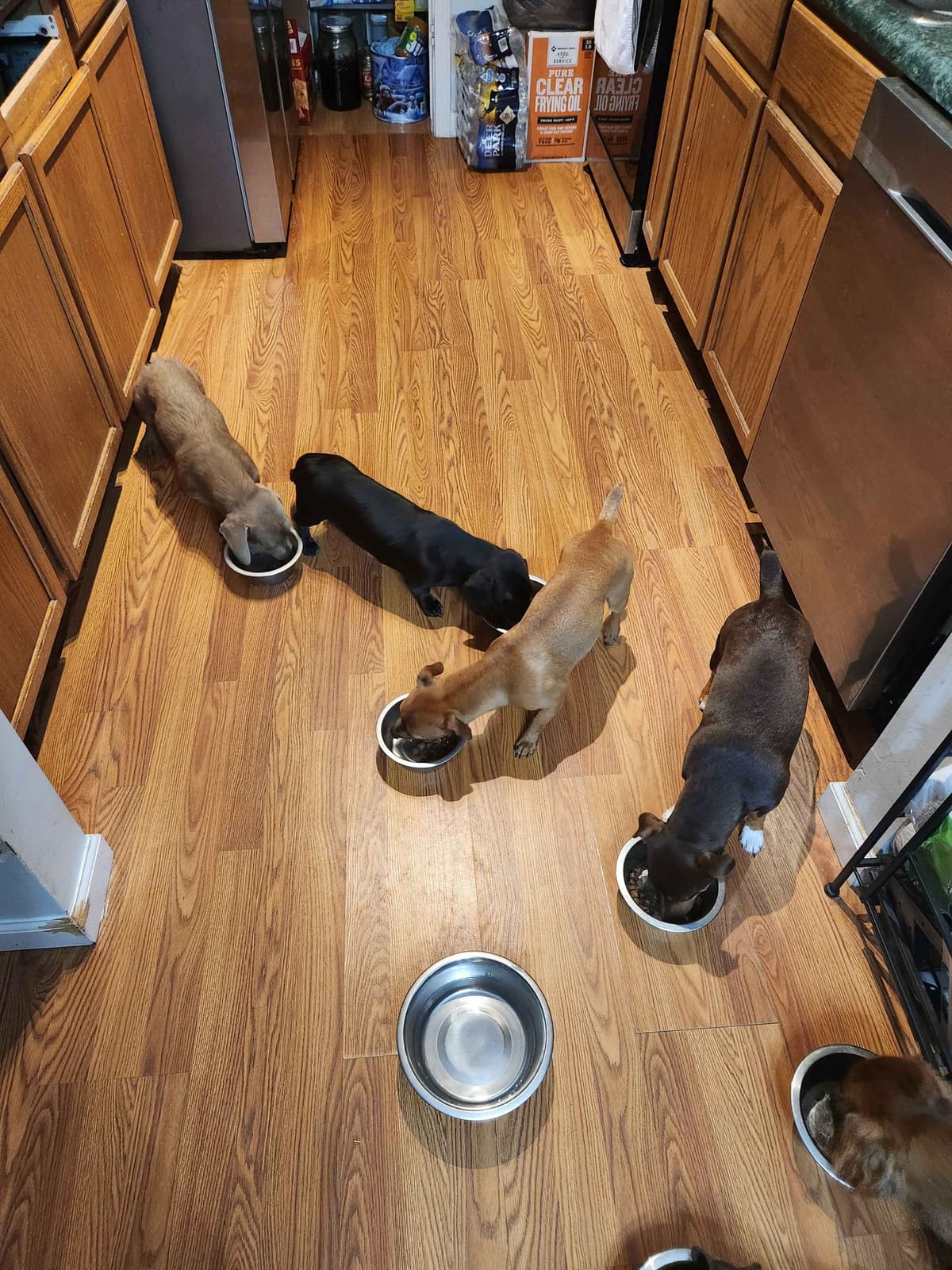 Dachshund Puppies breeder image 11