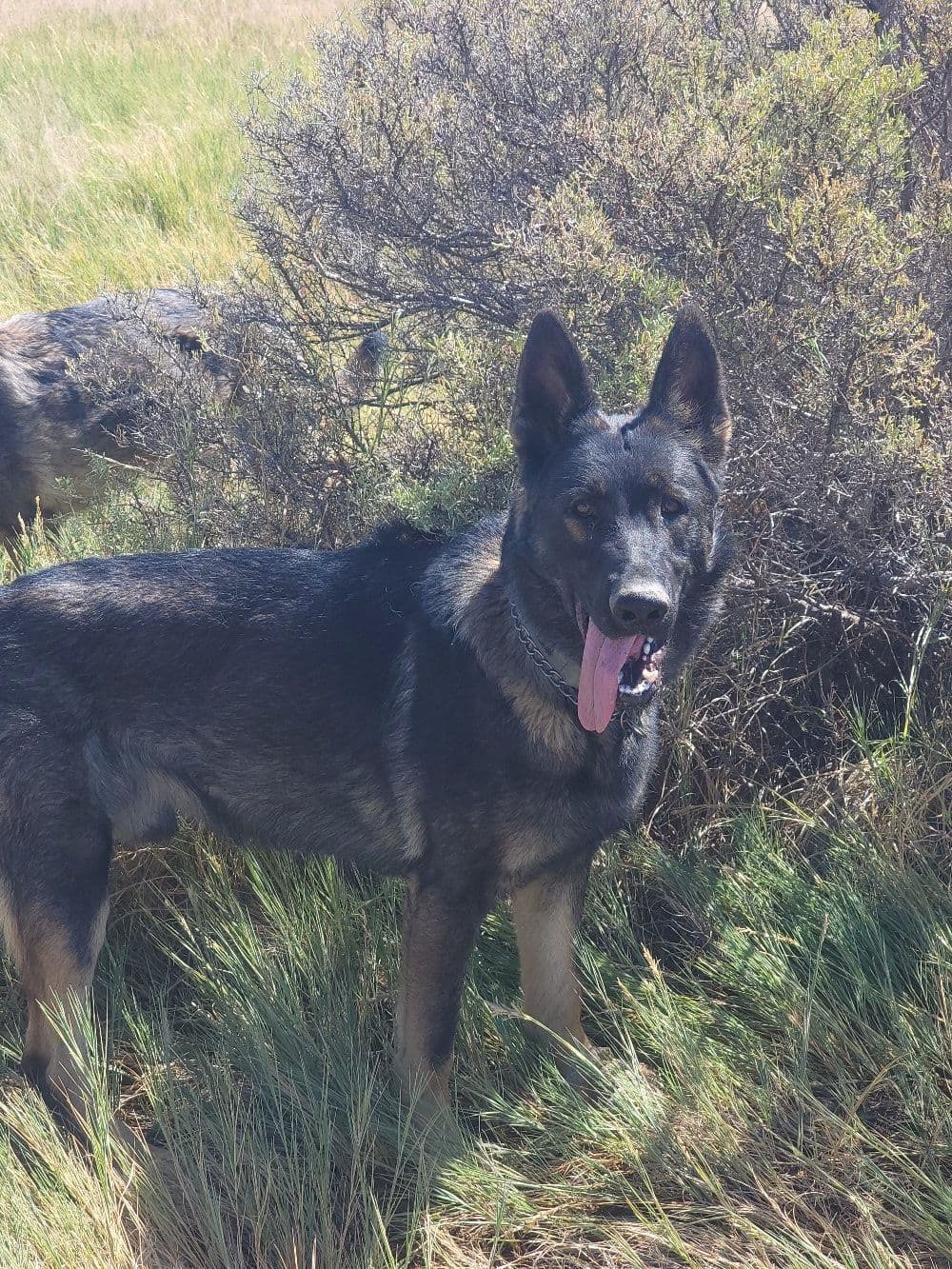 Exceptional Working Line German Shepherds for All Purposes breeder image 19