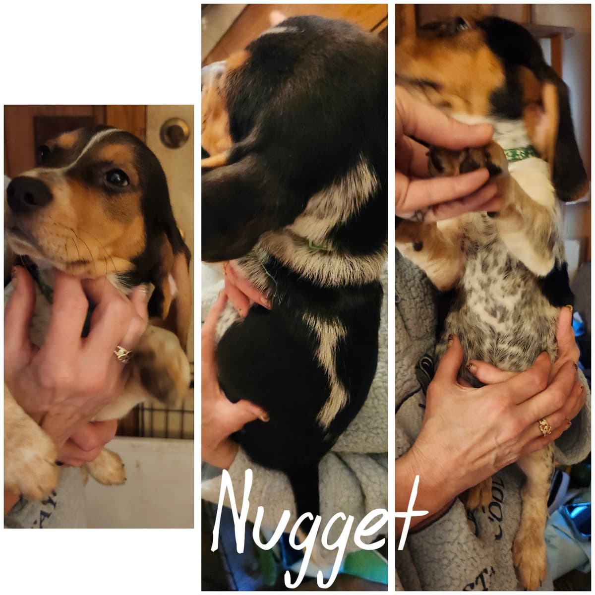 Beagle Puppies breeder image 5