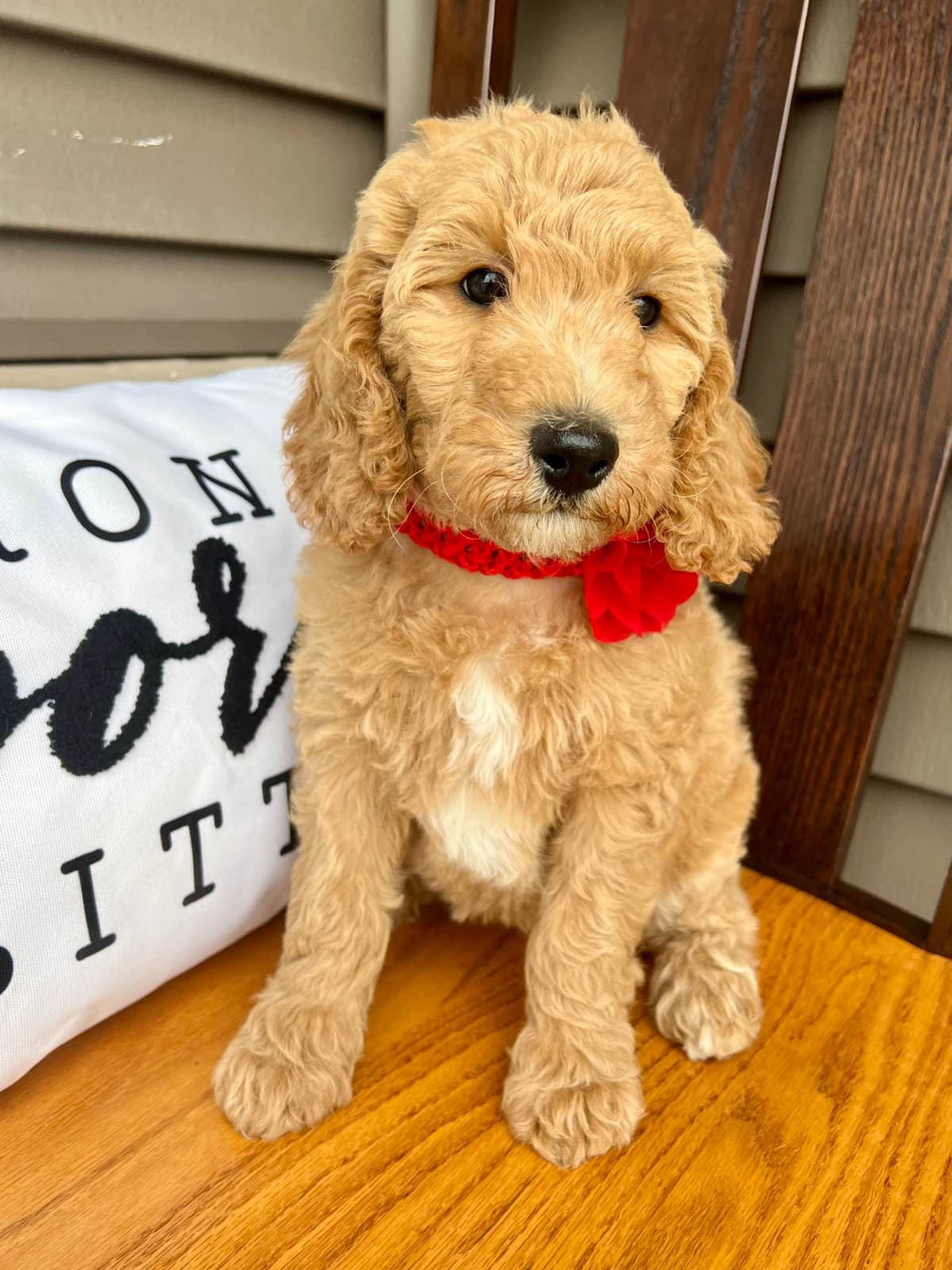 Poodle Puppies breeder image 1