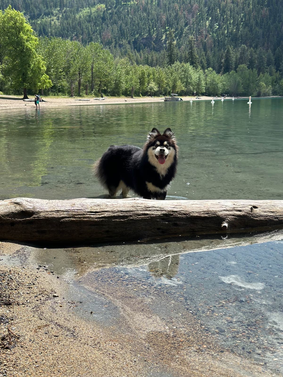 Finnish Lapphund Puppies breeder image 7
