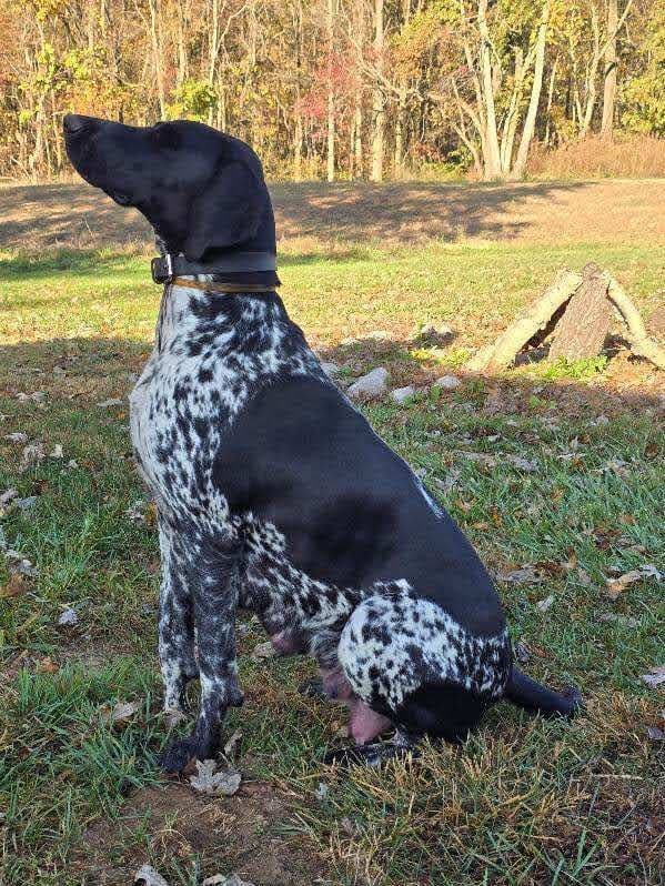 German Shorthaired Pointer Puppies breeder image 11