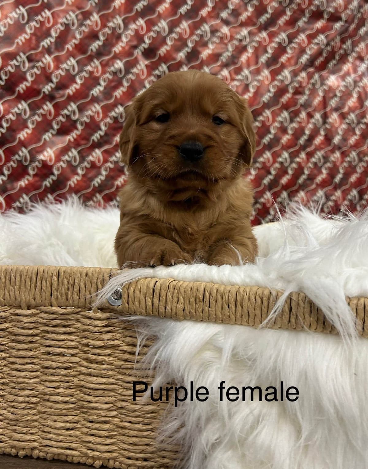 Golden Retriever Puppies breeder image 10