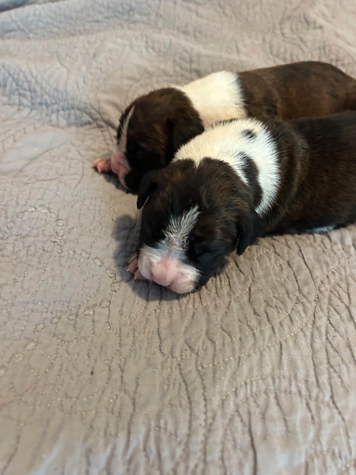 Boxer Puppies breeder image 2