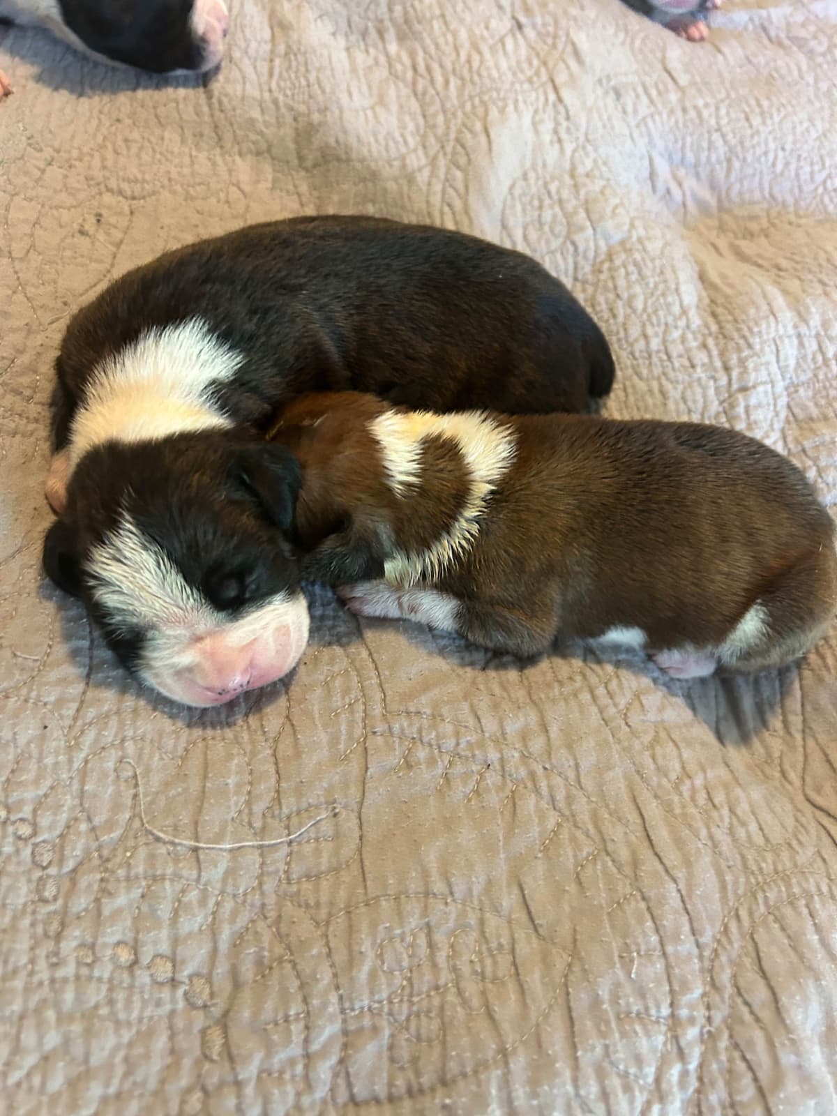 Boxer Puppies breeder image 13