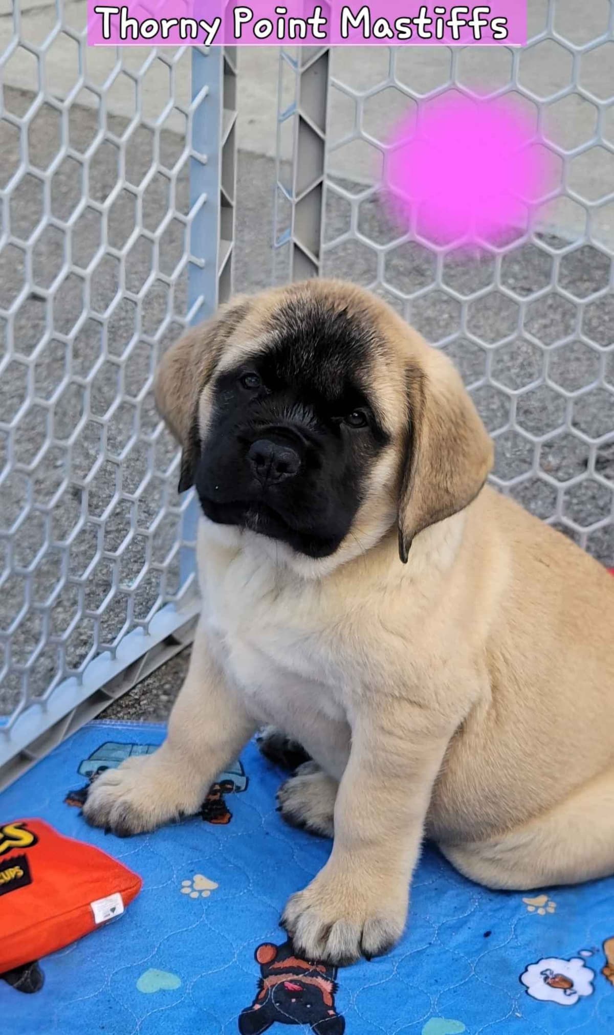 AKC Mastiff Puppies breeder image 15