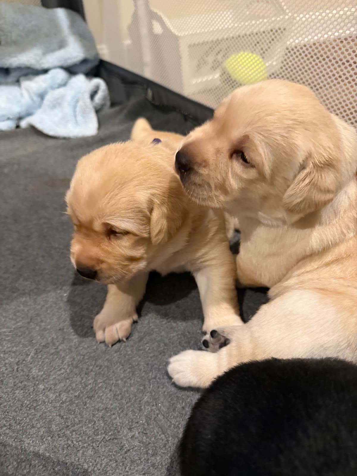 Labrador Retriever Puppies breeder image 3