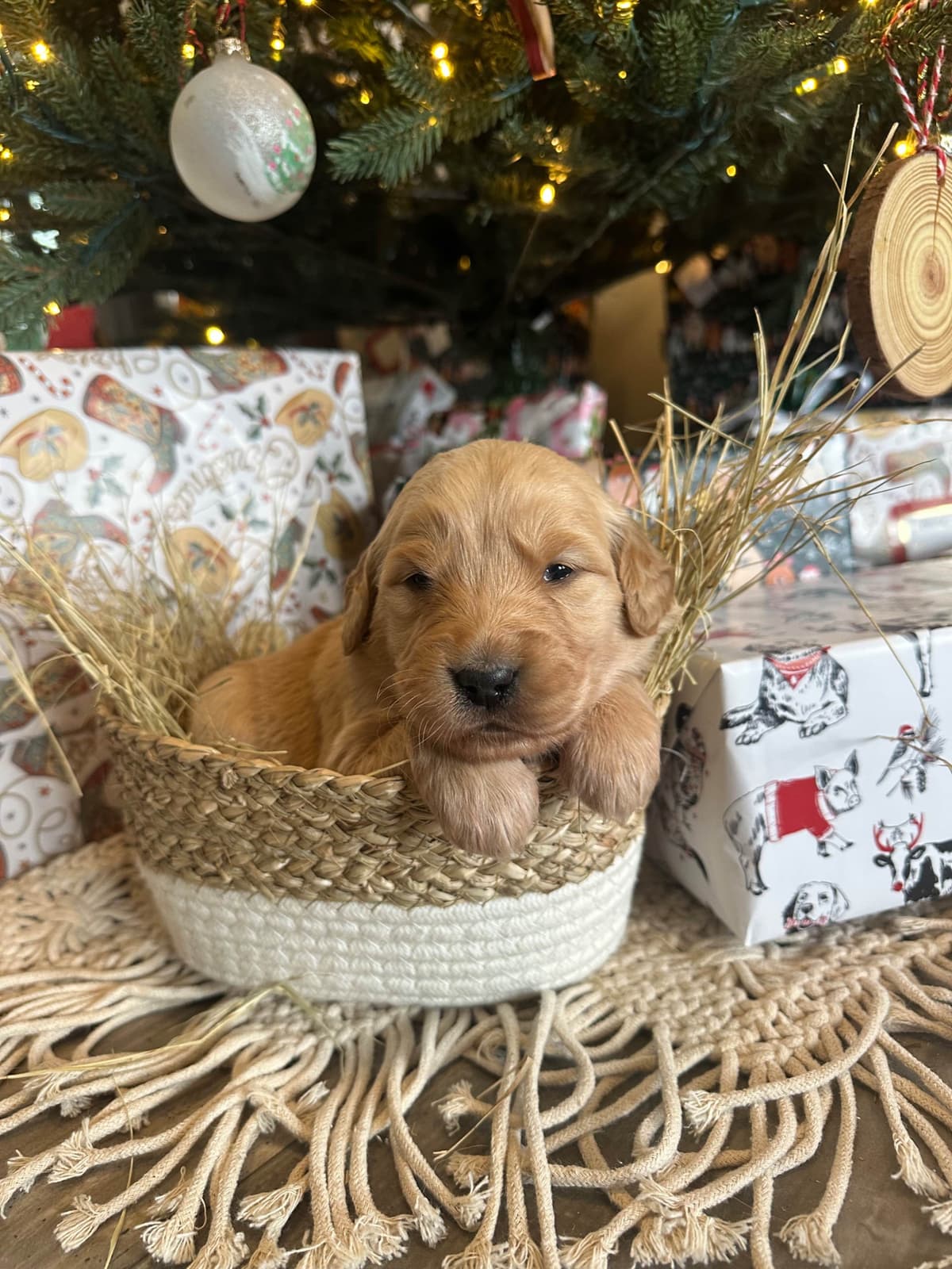 Golden Retriever Puppies breeder image 2