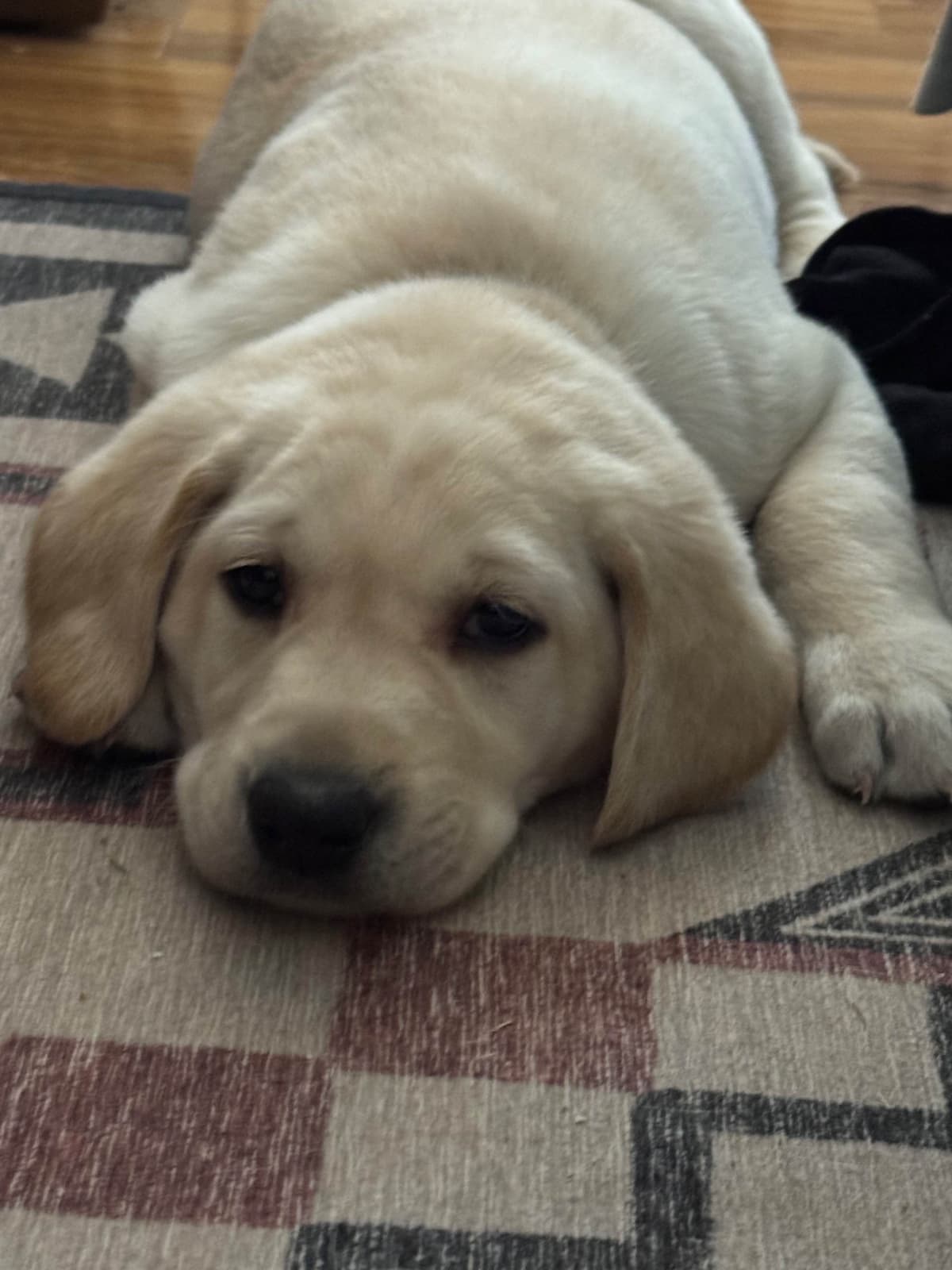 Labrador Retriever Puppies breeder image 2