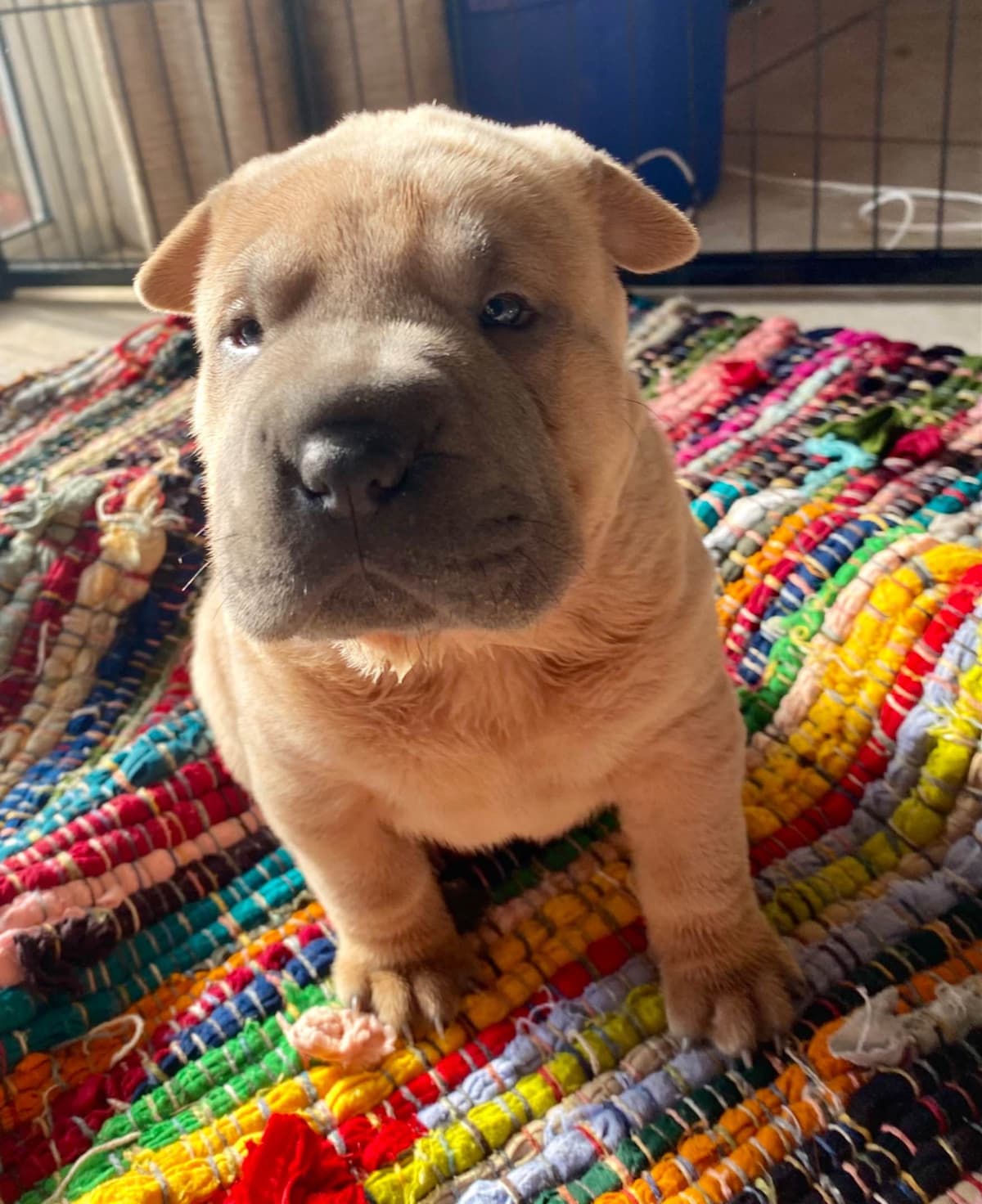 Shar-Pei Puppies breeder image 15