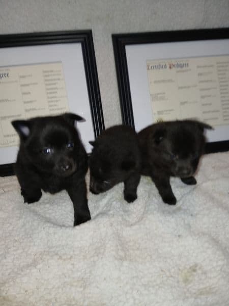 Schipperke Puppies breeder image 1