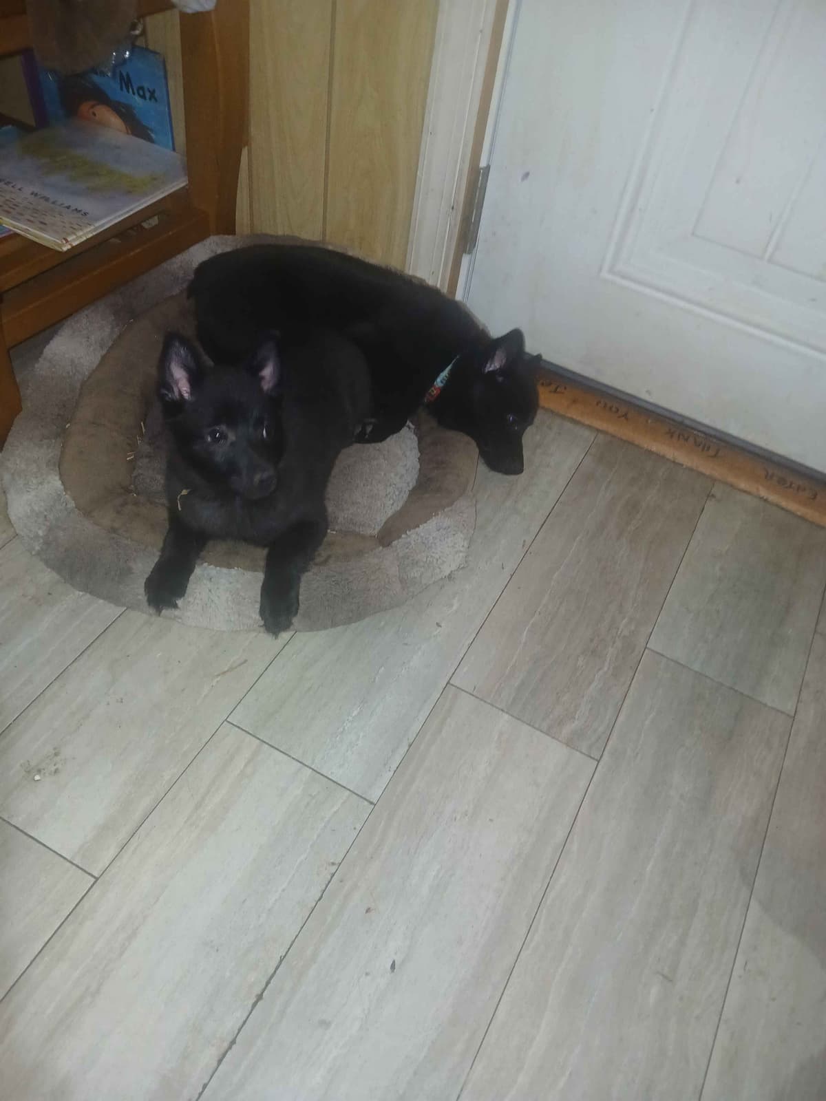 Schipperke Puppies breeder image 3