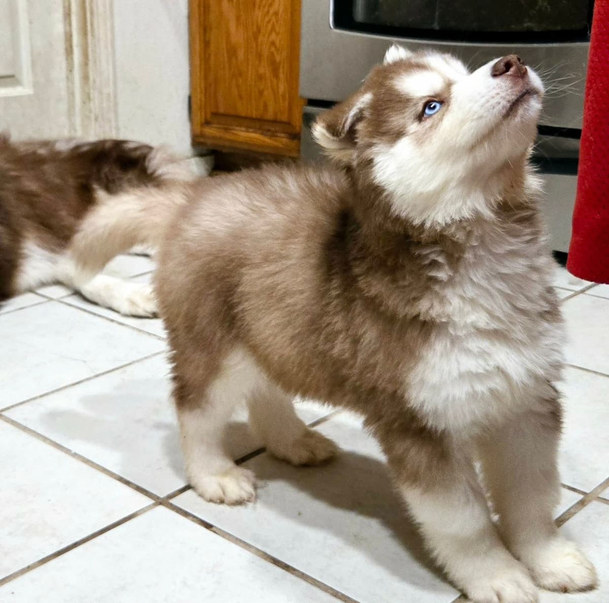 Siberian Husky Puppies breeder image 10