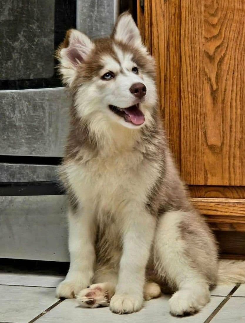 Siberian Husky Puppies breeder image 13