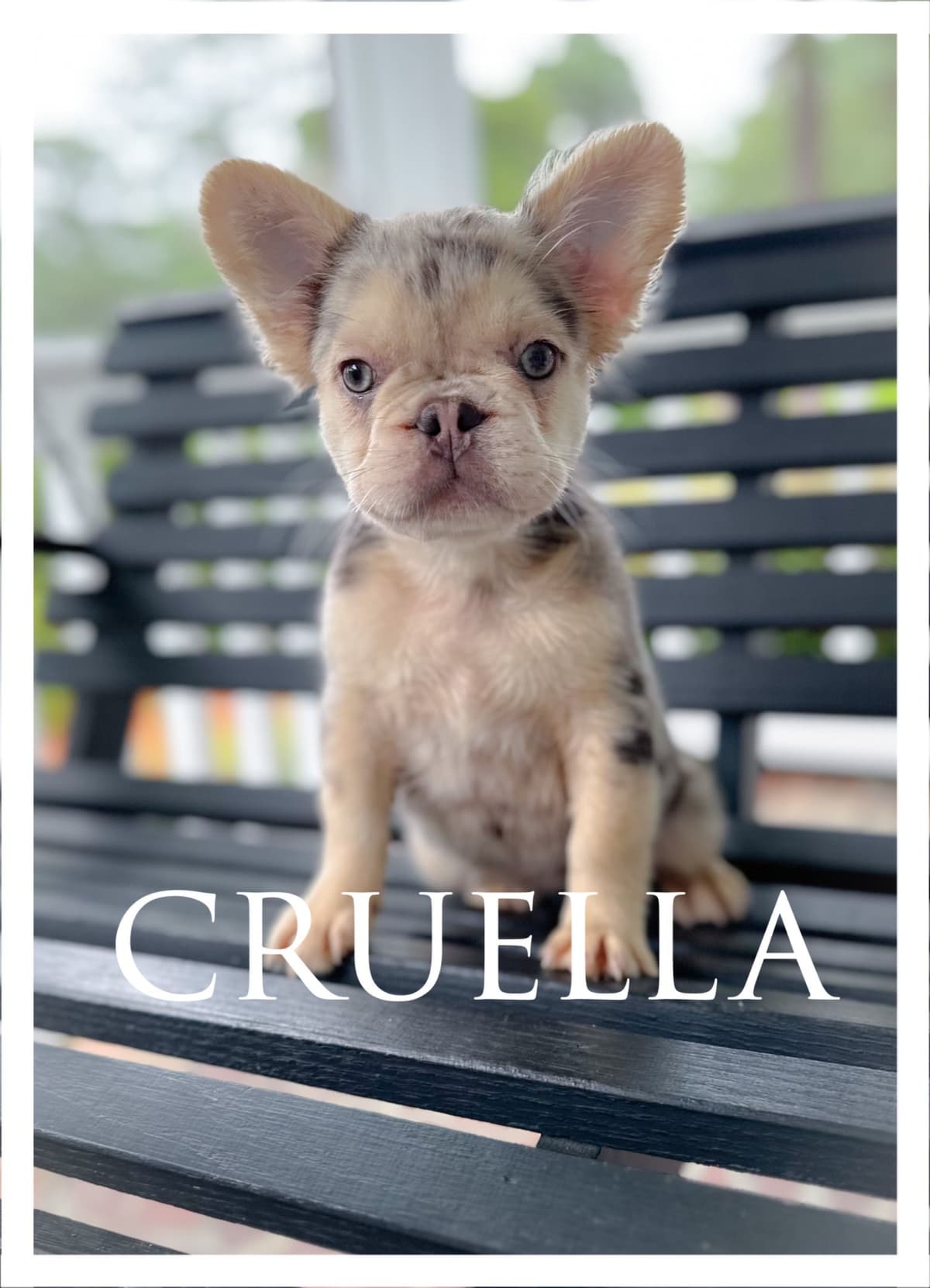 French Bulldog Puppies breeder image 7