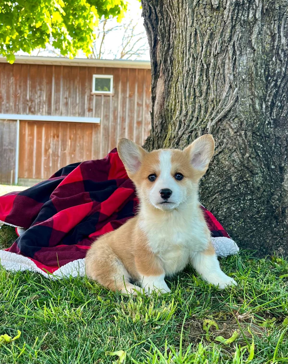 Genetic Tested CLEAR❤️🐾Pembroke Welsh Corgis❤️Text 717-297-7560 breeder image 3