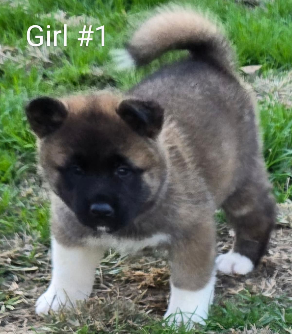 Akita Puppies breeder image 1