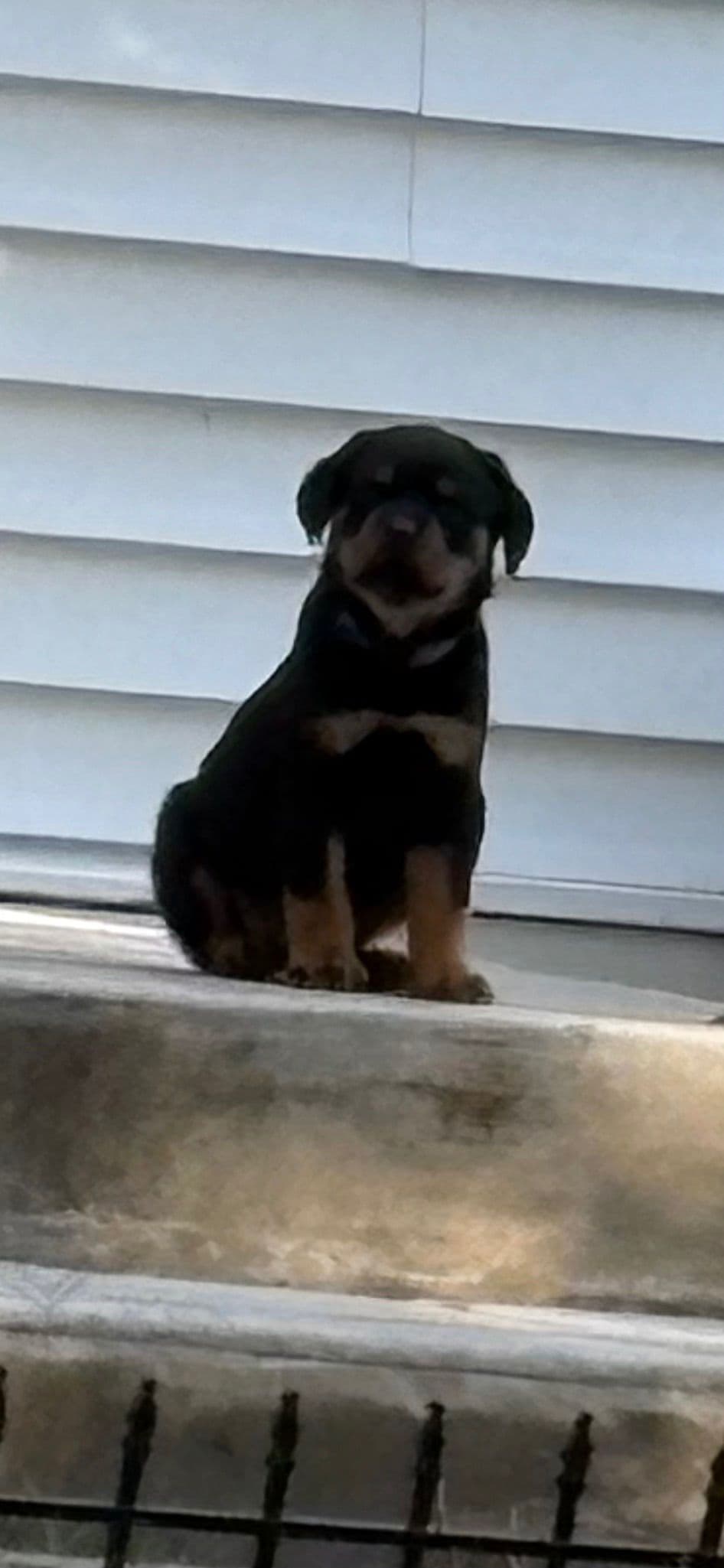 Rottweiler Puppies breeder image 1