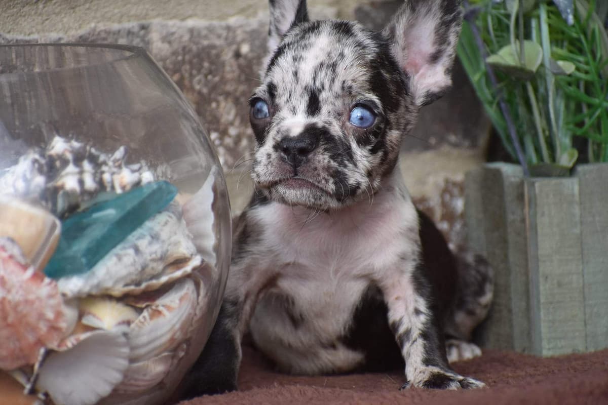 ✨🐾 Extraordinary French Bulldog Litter 🐾✨ breeder image 14