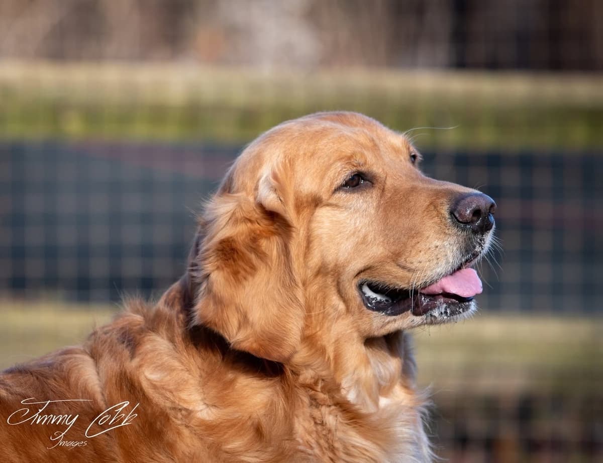Golden Retriever Puppies breeder image 3