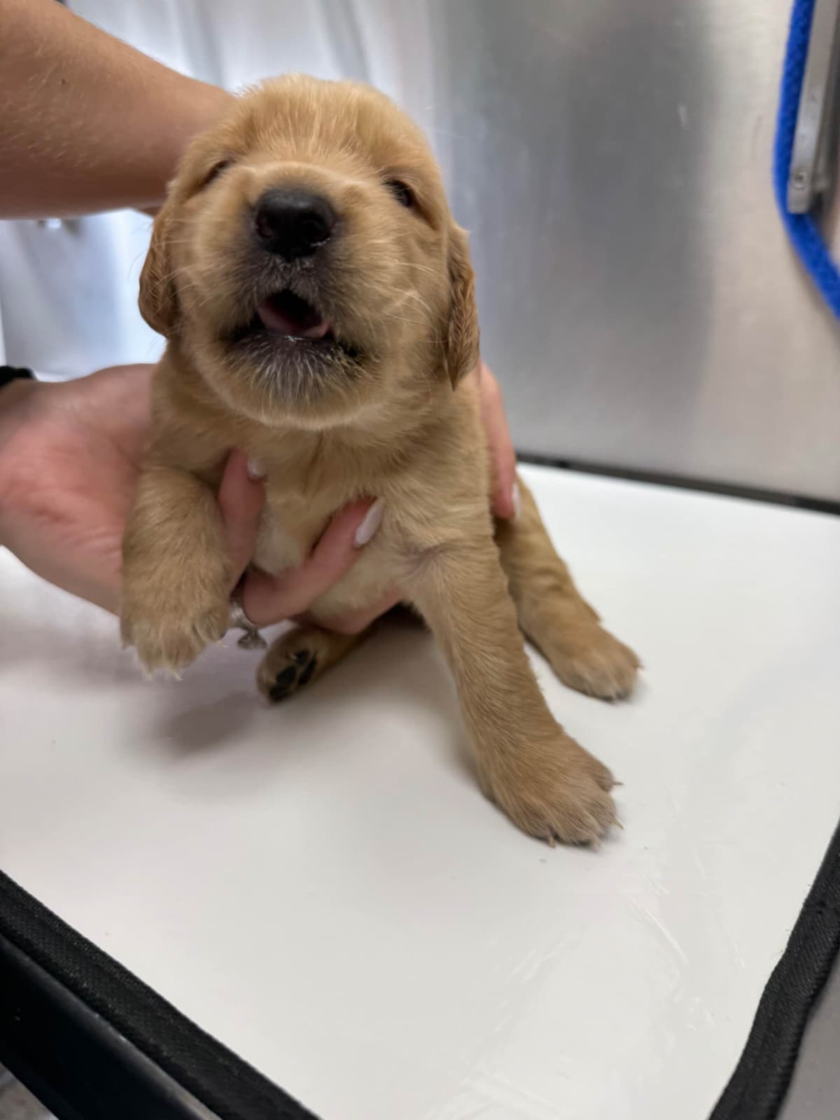 Golden Retriever Puppies breeder image 9