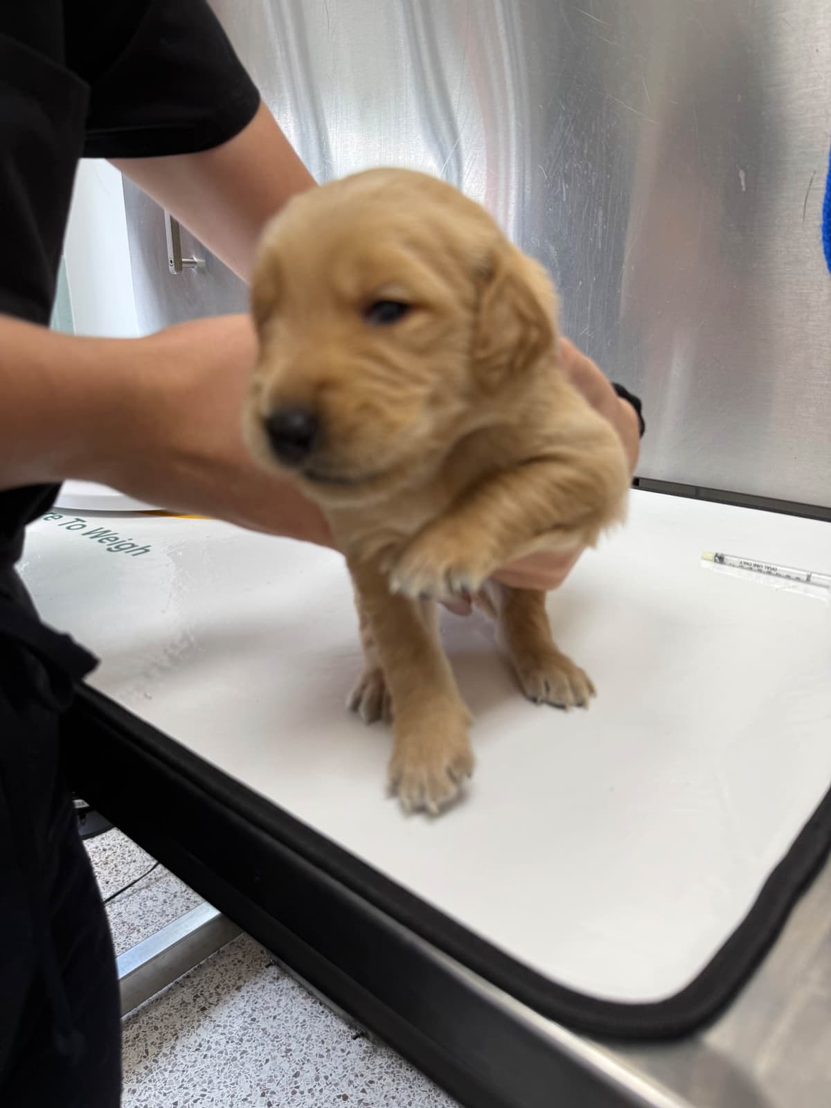 Golden Retriever Puppies breeder image 10