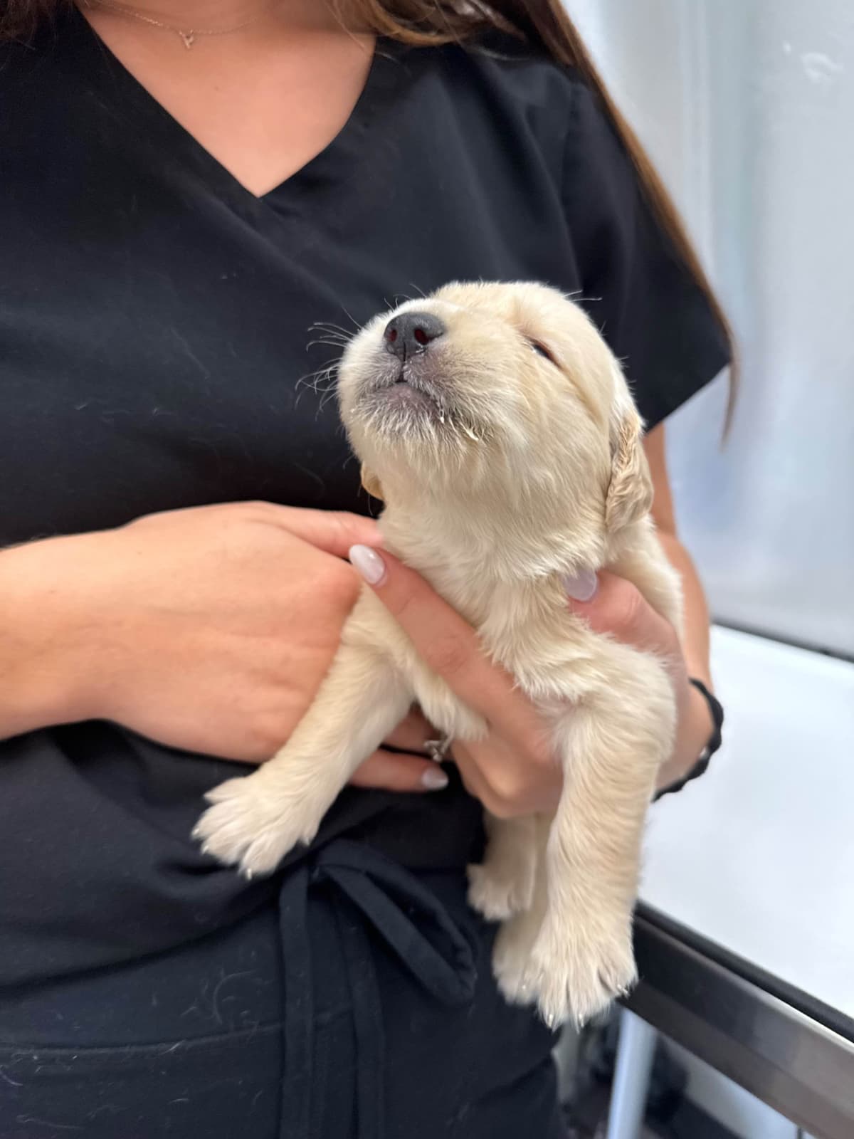 Golden Retriever Puppies breeder image 11
