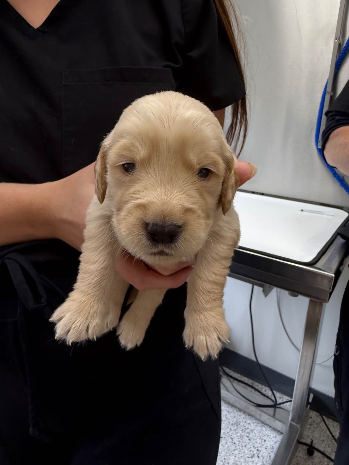 Golden Retriever Puppies breeder image 17