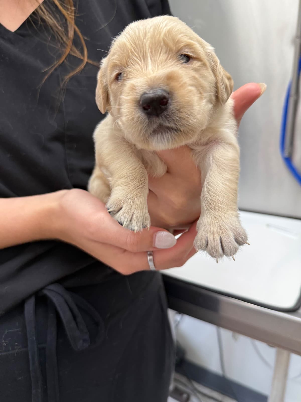 Golden Retriever Puppies breeder image 18